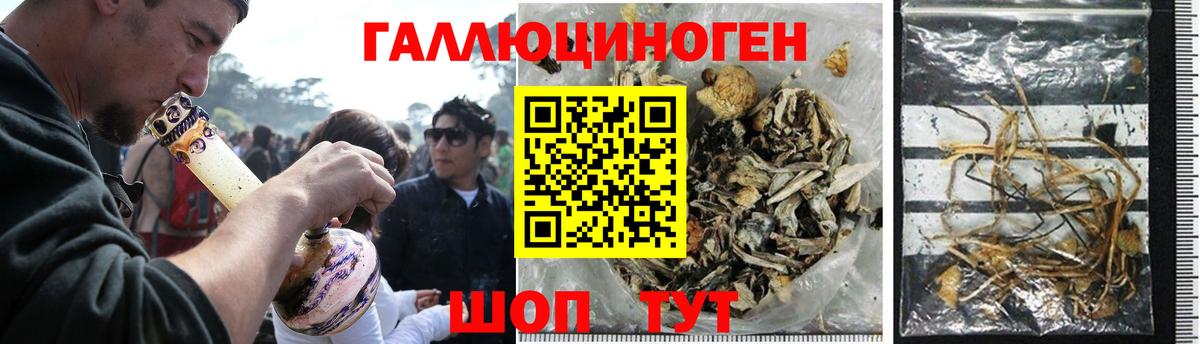 Псилоцибиновые грибы Psilocybe Куйбышев